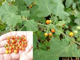 Cây Cà Dại Hoa Tím