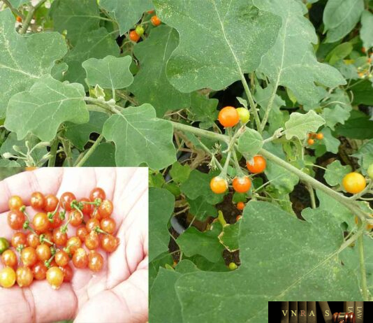 Cây Cà Dại Hoa Tím