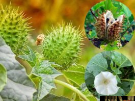 Cây Cà Độc Dược