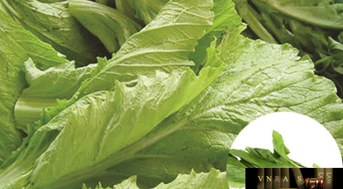 Cây Cải Canh – Những cây thuốc và vị thuốc Việt Nam – Đỗ Tất Lợi Cây Cải Canh