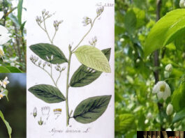 Cây Cánh Kiến Trắng