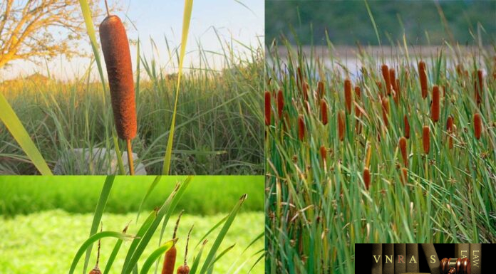 Cây Cỏ Nến