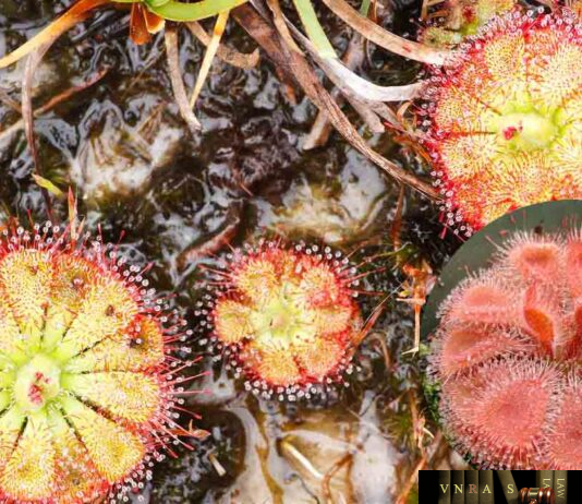 Cây Cỏ Trói Gà