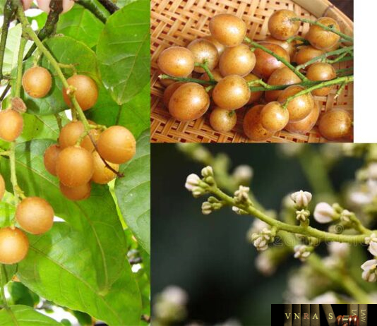 Cây Hồng Bì