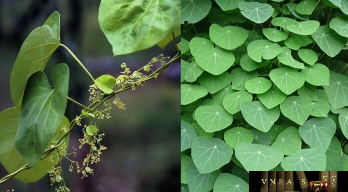 Cây Lá Tiết Dê (Cây Mối Tròn, Cây Mối Nám) – Những cây thuốc và vị thuốc Việt Nam – Đỗ Tất Lợi Cây Lá Tiết Dê