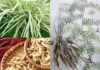 Cây Mạch Môn Đông – Những cây thuốc và vị thuốc Việt Nam – Đỗ Tất Lợi Cây Mạch Môn Đông