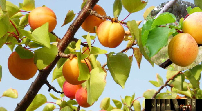 Cây Mơ – Những cây thuốc và vị thuốc Việt Nam – Đỗ Tất Lợi Cây Mơ