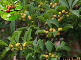 Cây Mỏ Quạ