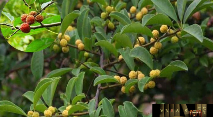 Cây Mỏ Quạ – Những cây thuốc và vị thuốc Việt Nam – Đỗ Tất Lợi Cây Mỏ Quạ