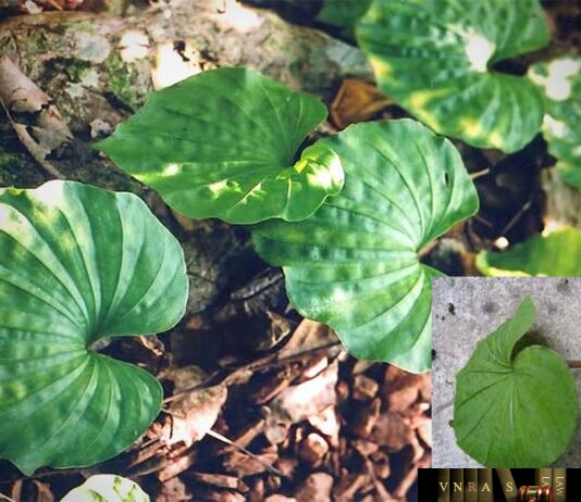 Cây Một Lá