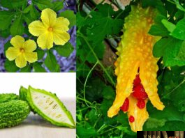 Cây Mướp Đắng