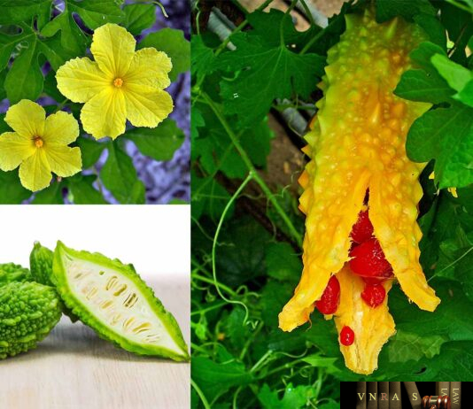 Cây Mướp Đắng