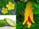 Cây Mướp Đắng (Khổ Qua) – Những cây thuốc và vị thuốc Việt Nam – Đỗ Tất Lợi Cây Mướp Đắng