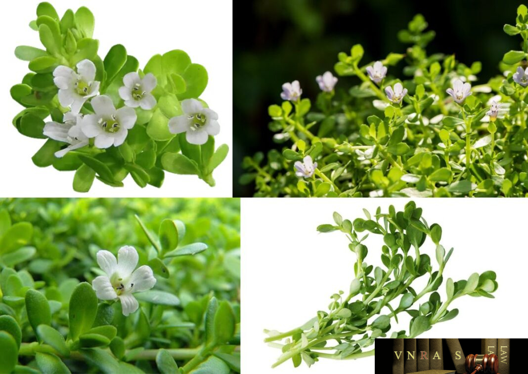 Cay Rau Ria Cây Rau Đắng (Cây Xương Cá, Biển Súc) - Những cây thuốc và vị thuốc ...