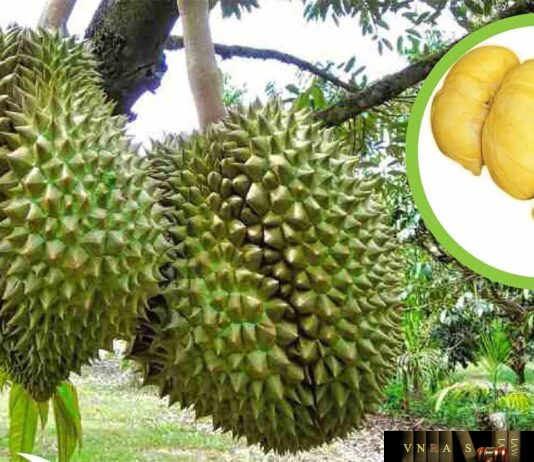 Cây Sầu Riêng