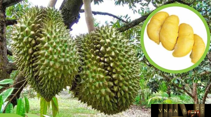 Cây Sầu Riêng – Những cây thuốc và vị thuốc Việt Nam – Đỗ Tất Lợi Cây Sầu Riêng