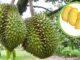 Cây Sầu Riêng
