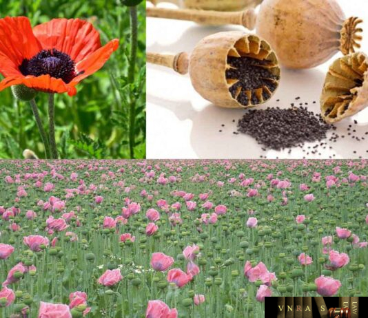 Cây Thuốc Phiện