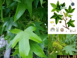 Cây Tô Hạp Hương