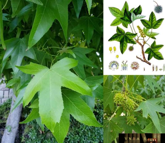 Cây Tô Hạp Hương