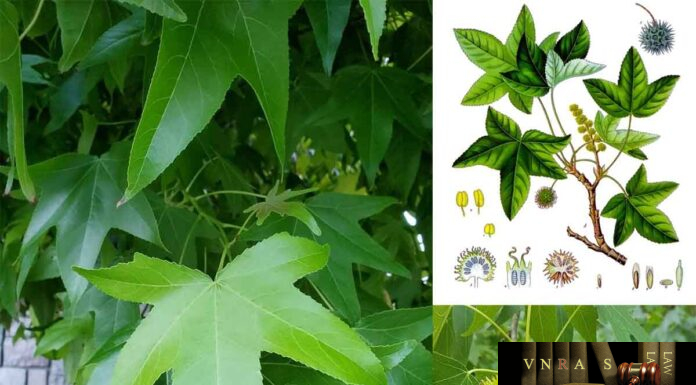 Cây Tô Hạp Hương