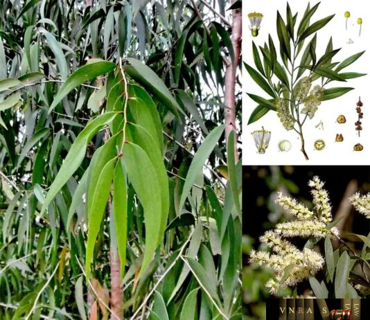 Cây Tràm và Tinh Dầu Tràm