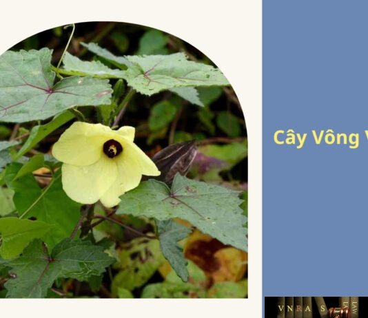 Cây Vông Vang