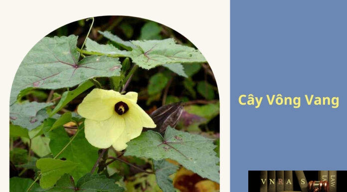 Cây Vông Vang