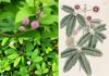 Cây Xấu Hổ