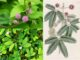 Cây Xấu Hổ (Trinh Nữ) – Những cây thuốc và vị thuốc Việt Nam – Đỗ Tất Lợi Cây Xấu Hổ