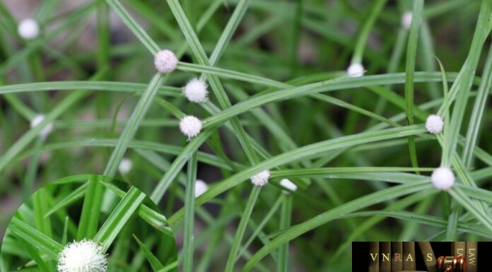Cỏ Bạc Đầu