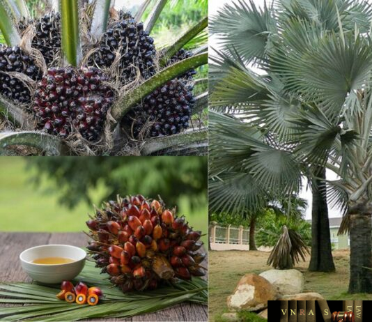 Cọ Dầu