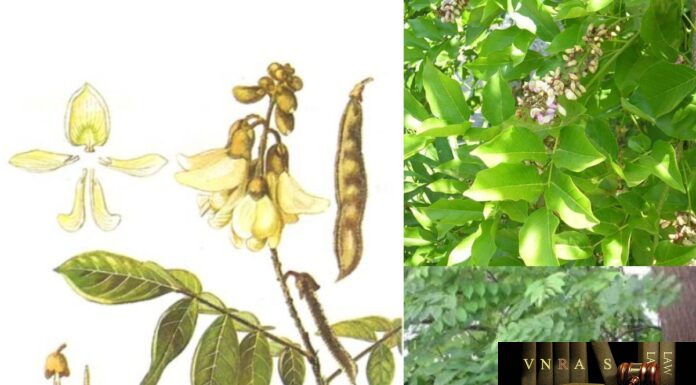 Cây Cổ Giải – Những cây thuốc và vị thuốc Việt Nam – Đỗ Tất Lợi Cổ Giải