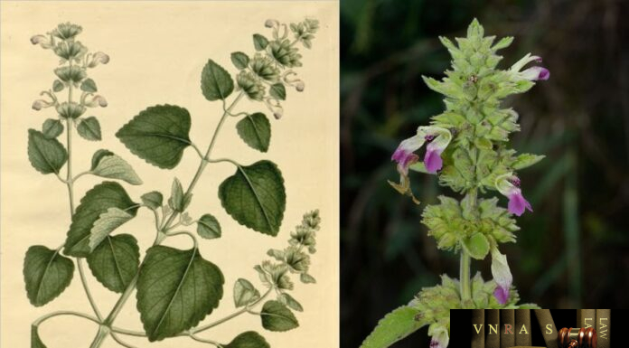 Cỏ Thiên Thảo (Cây Cứt Lợn) Anisomeles ovata R. Br – Những cây thuốc và vị thuốc Việt Nam – Đỗ Tất Lợi Cỏ Thiên Thảo