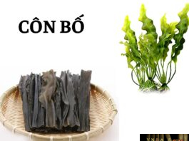 Côn Bố