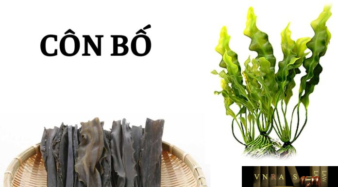 Côn Bố