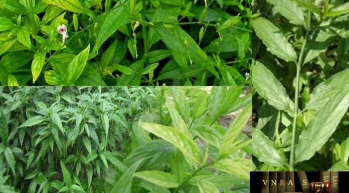 Cây Công Cộng (Xuyên Tâm Liên, Khổ Đảm Thảo) – Những cây thuốc và vị thuốc Việt Nam – Đỗ Tất Lợi Cây Công Cộng