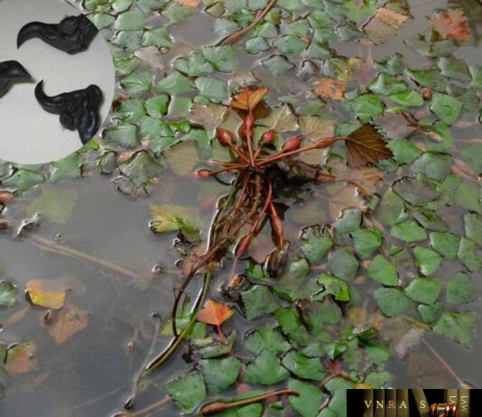 Củ Ấu