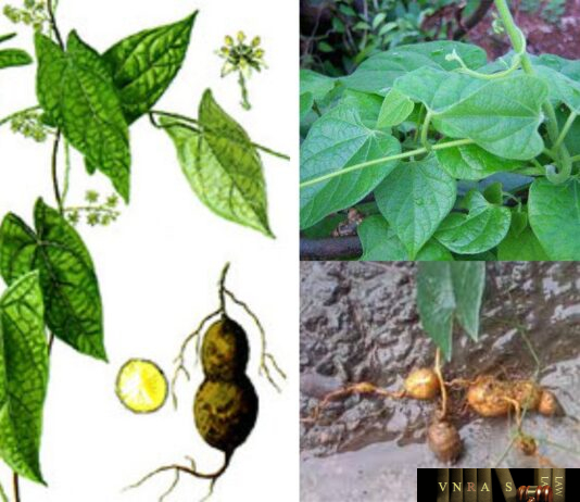 Cây Củ gió