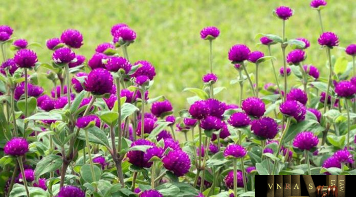 Cây Cúc Bách Nhật – Những cây thuốc và vị thuốc Việt Nam – Đỗ Tất Lợi Cây Cúc Bách Nhật