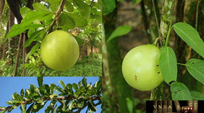 Cây Đào Tiên (Trường Sinh) – Những cây thuốc và vị thuốc Việt Nam – Đỗ Tất Lợi Đào Tiên