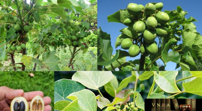 Cây Đậu Cọc Rào (Dầu Mè, Ba Đậu Mè) – Những cây thuốc và vị thuốc Việt Nam – Đỗ Tất Lợi Đậu Cọc Rào