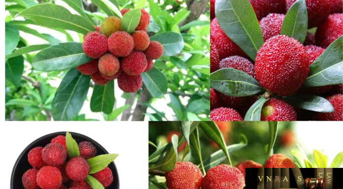 Cây Dâu Rượu