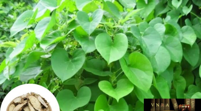 Dây Đau Xương