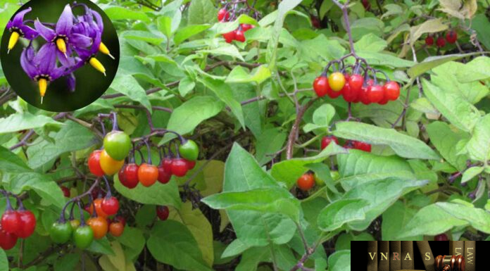 Cây Dây Toàn – Những cây thuốc và vị thuốc Việt Nam – Đỗ Tất Lợi Dây toàn