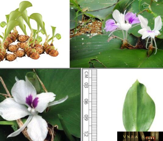 Địa Liền
