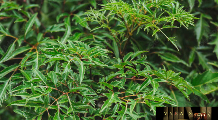 Đinh Lăng – Những cây thuốc và vị thuốc Việt Nam – Đỗ Tất Lợi Đinh Lăng