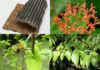 Cây Đỗ Trọng – Những cây thuốc và vị thuốc Việt Nam – Đỗ Tất Lợi Đỗ Trọng