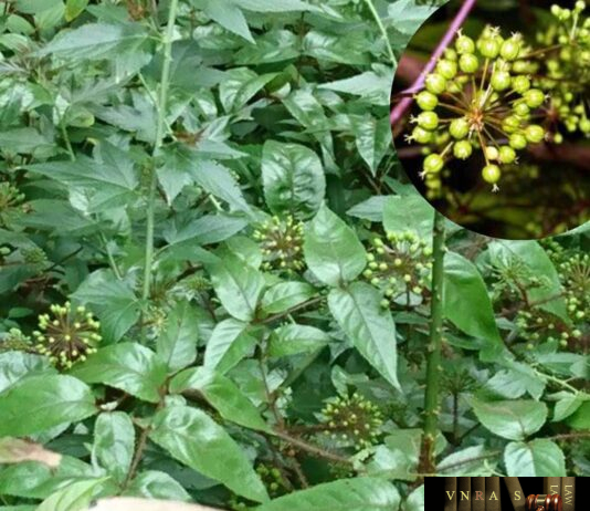 Cây Đơn châu chấu