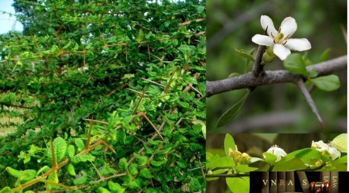 Cây Găng (Găng Trắng) – Những cây thuốc và vị thuốc Việt Nam – Đỗ Tất Lợi Cây Găng